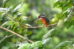 K川・フィールド６（カワセミ♀若鳥）