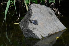 K川中流域・生まれたてのスッポン