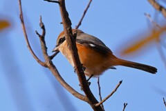 K川下流域・モズ♂