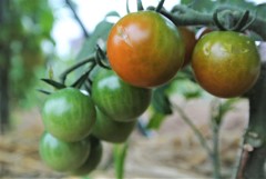 熟れ始めたミニトマト