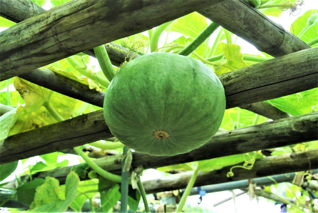 2個目の白カボチャ（つきみ）