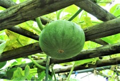 2個目の白カボチャ（つきみ）