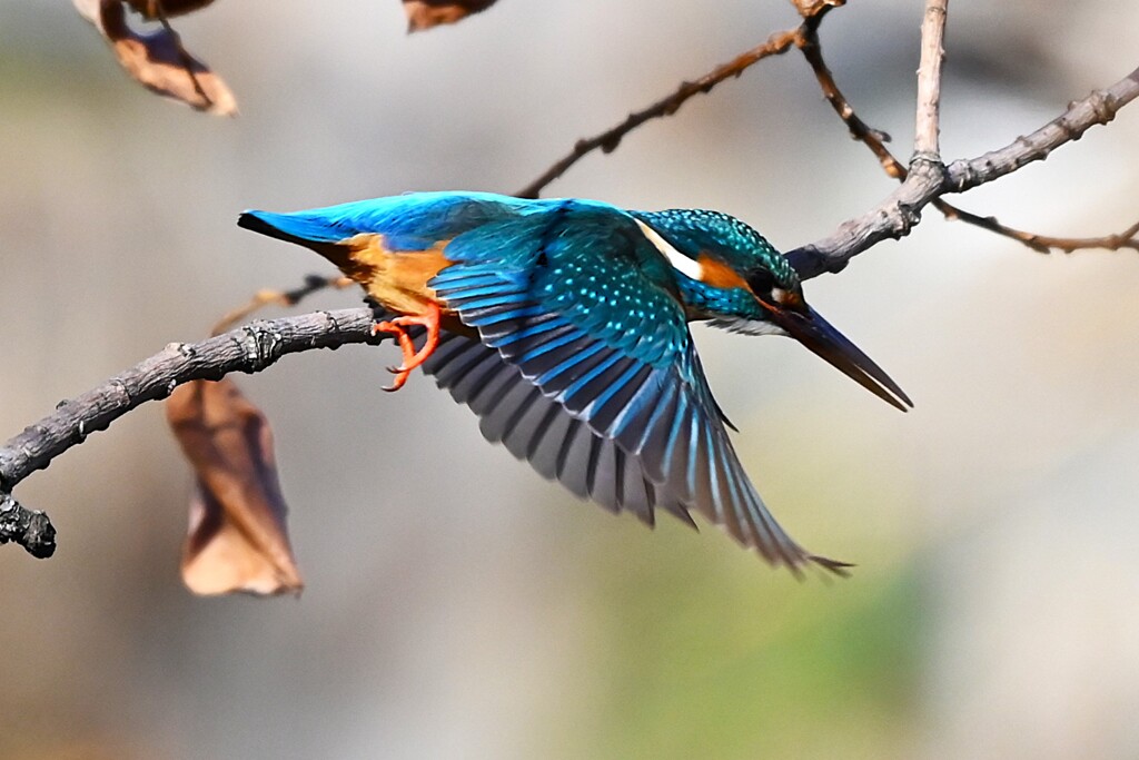 K川中流域・カワセミ♂飛び出し