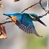 K川中流域・カワセミ♂飛び出し