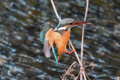 Ｋ川・下流のカワセミ♀（小エビゲット）