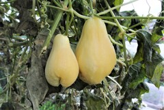 凍ったハヤトウリ