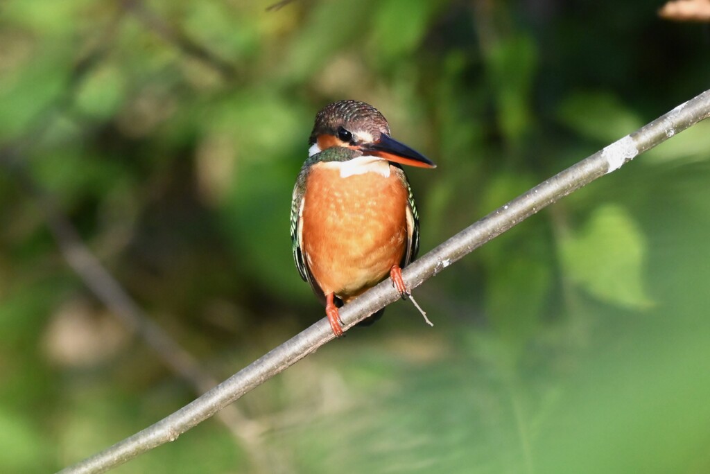 用水路・カワセミ♀若 