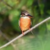 用水路・カワセミ♀若 