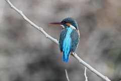 K川・中流域のカワセミ♀