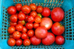 菜園・大玉、中玉トマト
