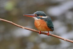 用水路・カワセミ♀若 