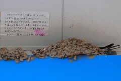 ツバメ・心優しいメッセージ