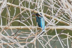 K川・中流域のカワセミ♀