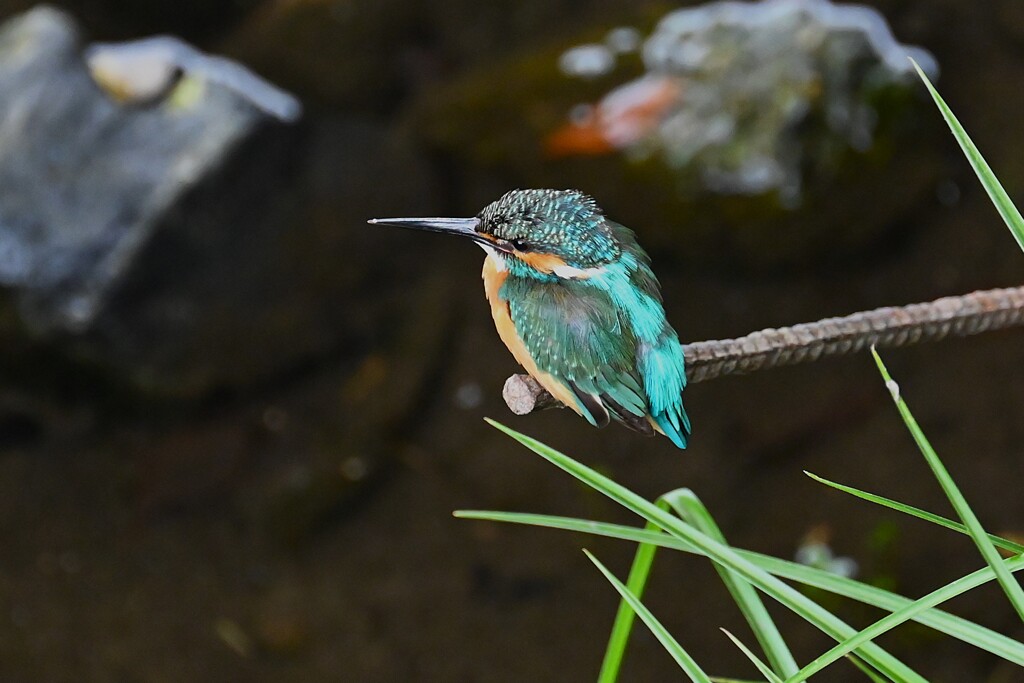 都内S川・カワセミ♂