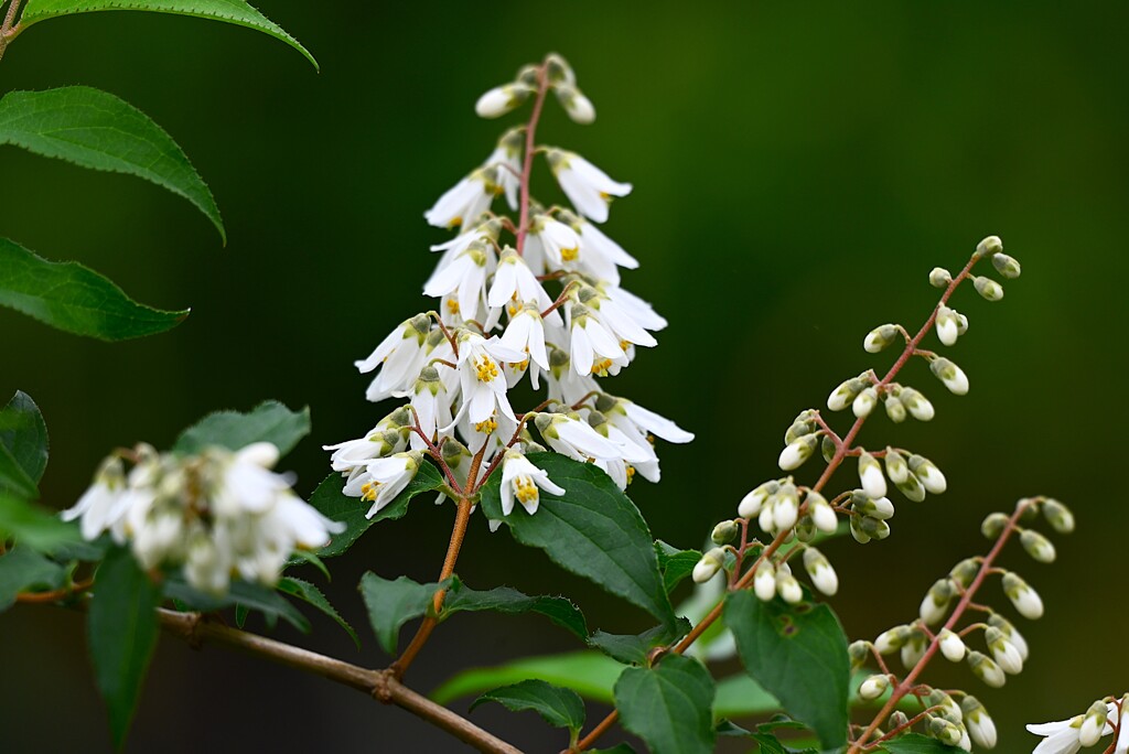 用水路・卯の花の季節（ウツギ）