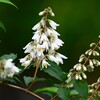 用水路・卯の花の季節（ウツギ）