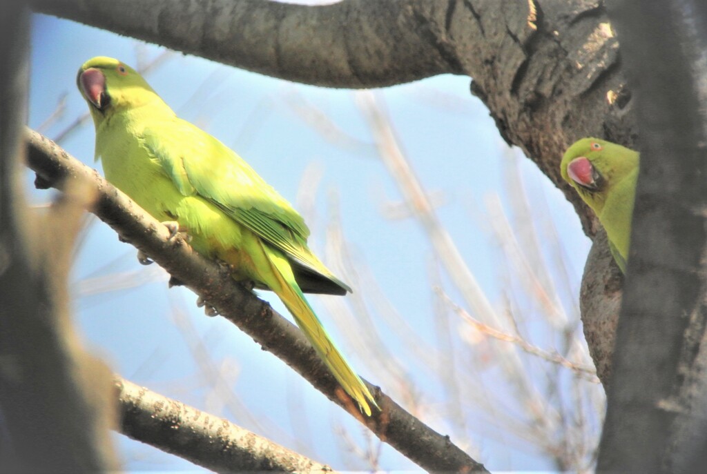 ワカケホンセイインコ・スレスレツーショット