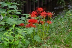 用水路・たくさん咲き始めたヒガンバナ