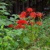 用水路・たくさん咲き始めたヒガンバナ