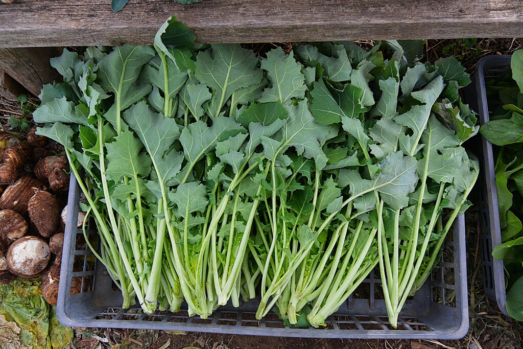 菜園・ツボミナ（ノラボウの種）