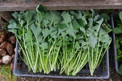 菜園・ツボミナ（ノラボウの種）