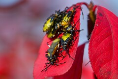 K川下流域・レンギョウに付くキバラヘリカメムシと幼虫 