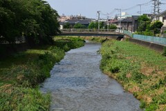 K川・涸れ川が前日の大雨で滔々と流れる
