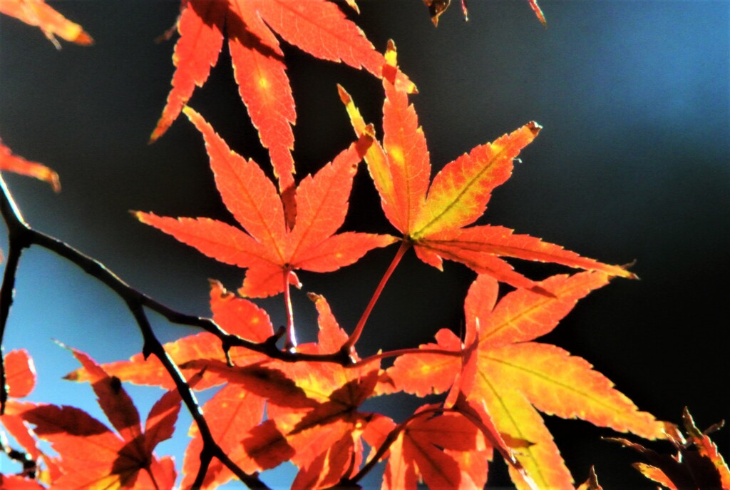 モミジの紅葉