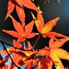 モミジの紅葉