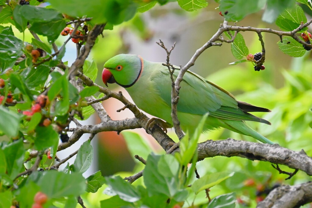 K川・桑の実を食べるワカケホンセイインコ♂