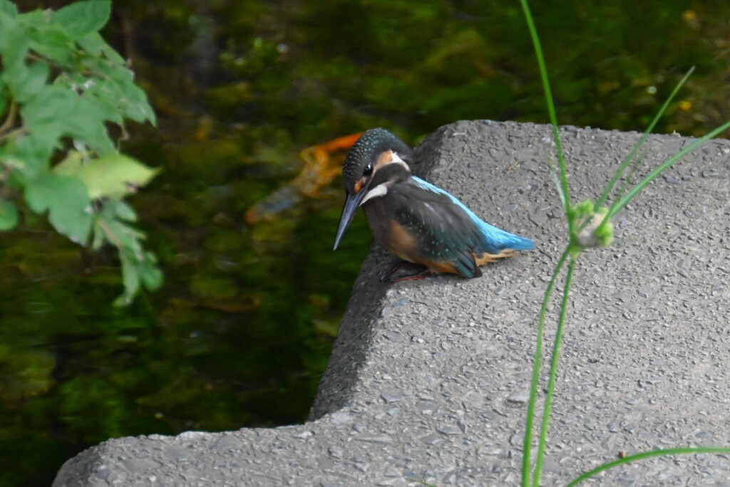 K川・下流域のカワセミ♂若（餌探し）