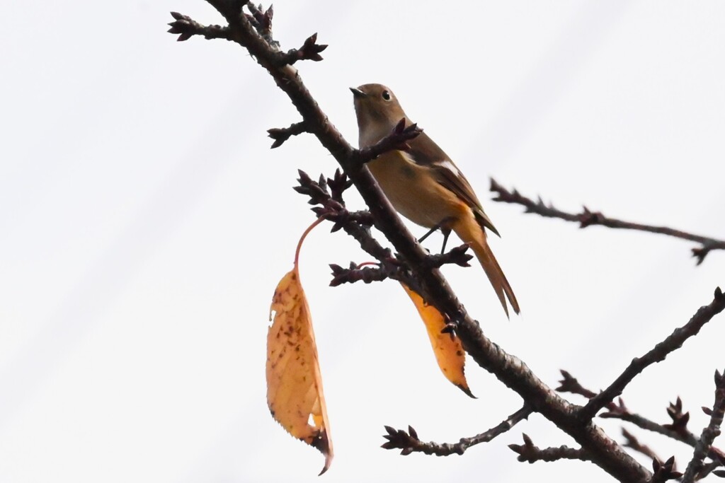 K川・ジョウビタキ♀ 