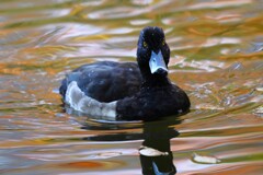 都内公園・キンクロハジロ♂ 