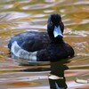 都内公園・キンクロハジロ♂ 