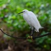K川・コサギのサーカス 