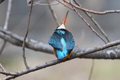 K川・上流域のカワセミ♀ 