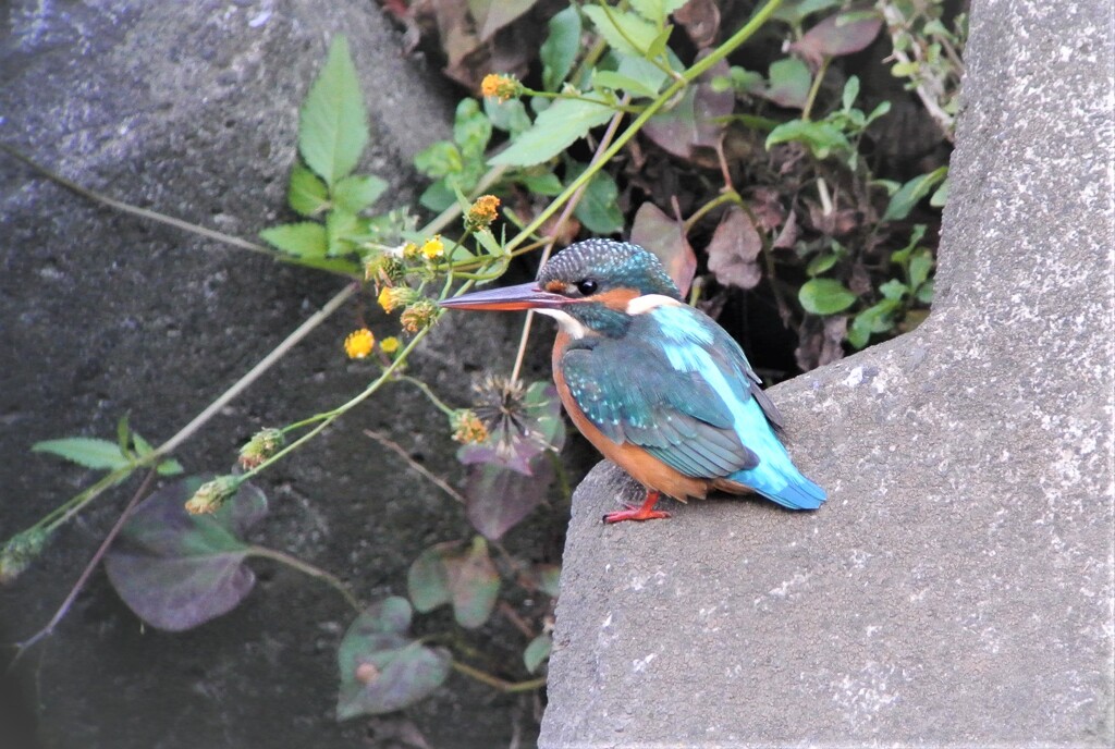 K川のカワセミ♀若