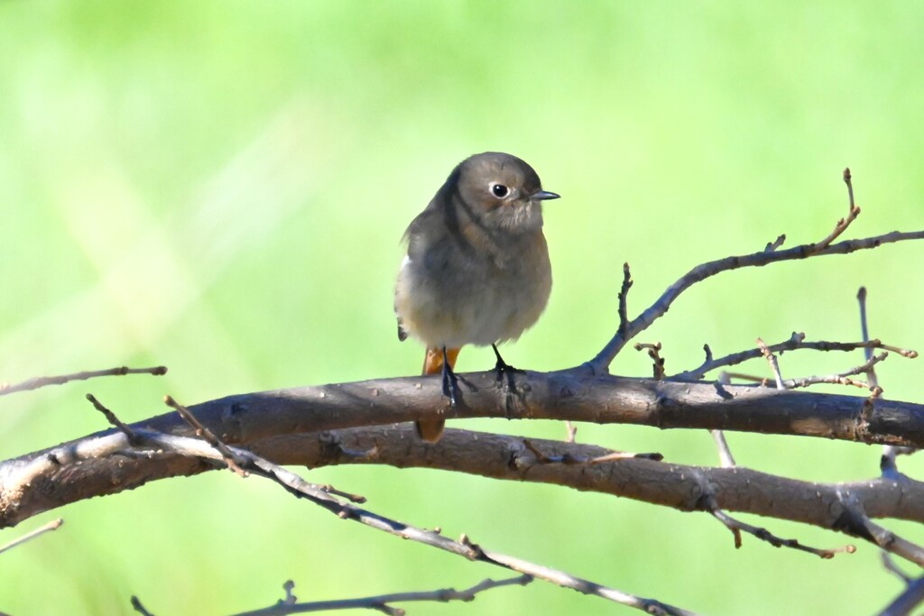 K川・ジョウビタキ♀ 