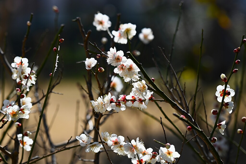 近所の梅の花