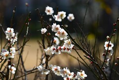 近所の梅の花