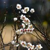 近所の梅の花