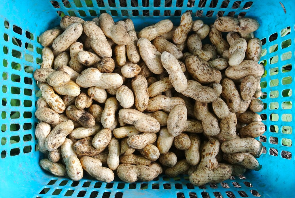 ラッカセイ初収穫（オオマサリ）