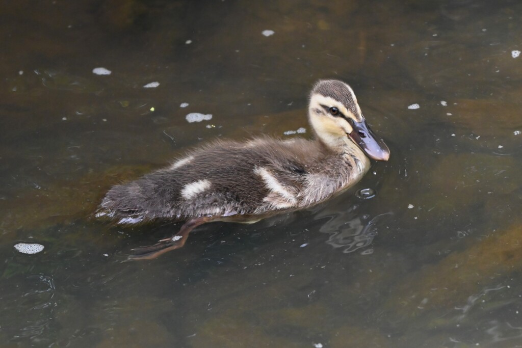 K川・カルガモひな
