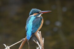 K川上流域・カワセミ♀