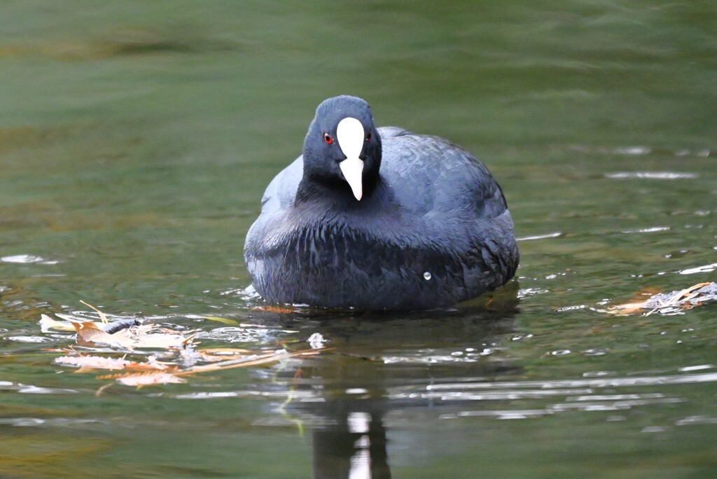 都内公園・オオバンの前顔