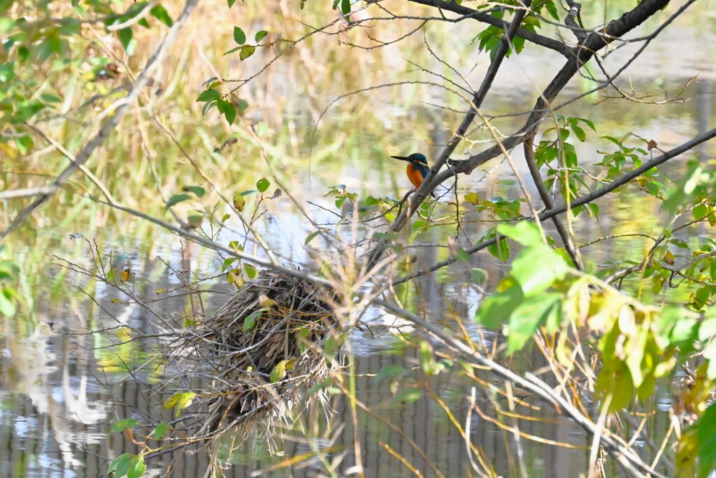 K川・カワセミ♂の居る風景