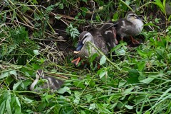 Ｋ川中流域・一休み、3羽のカルガモひなとお母さん