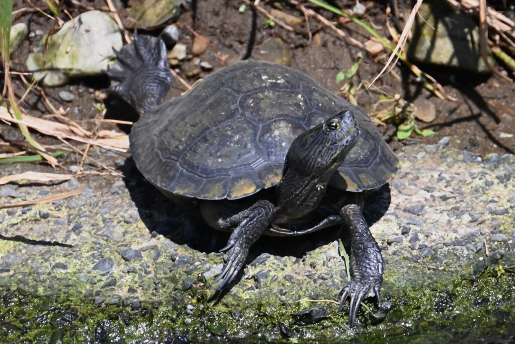 クサガメ
