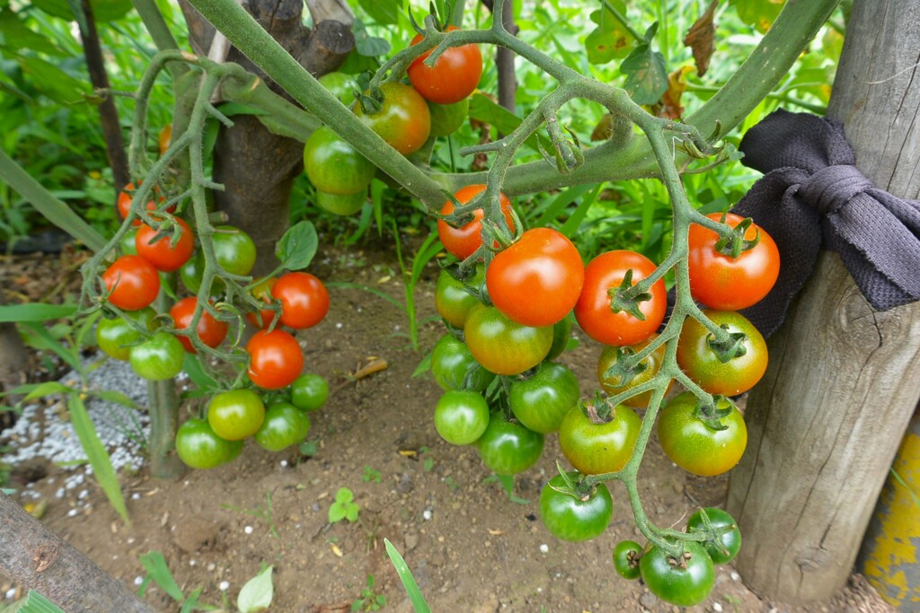 菜園・ミニトマト