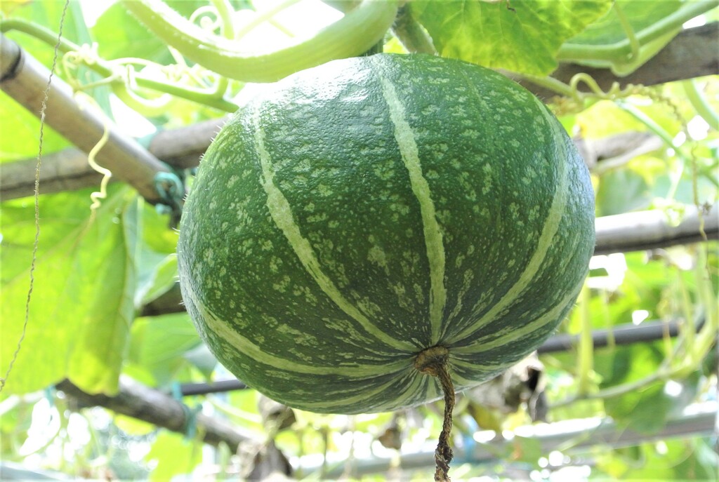 ゴミ箱から生えた苗より（種別は？メキシコ産かも・・）